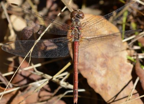 Sympetrum striolatum